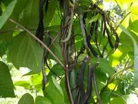 2011 -7-  Garten 118.webp