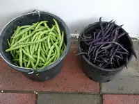 2011 -7-  Garten 178.webp