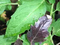 blueberry_sfx_select_2011_leaf.webp