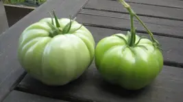 Ausbeute 2011.webp