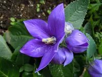 002.webp