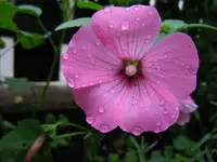003.webp