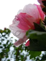 005.webp