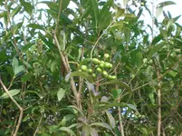 CIMG6266.webp