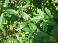 CIMG6269.webp