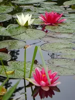 008.webp