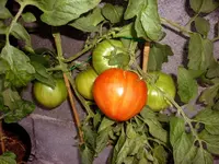 Nonna_07082011.webp