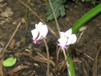 IMG_6365_1067x800.webp