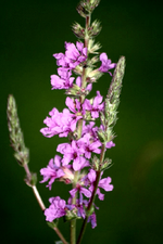 07.08 (4).webp