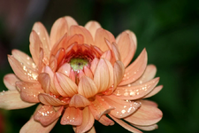 Dahlie (3).webp
