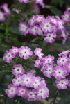 Phlox.JPG