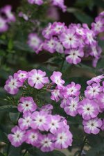 Phlox.webp