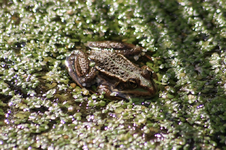 Fröschis (3).webp