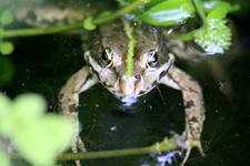 Fröschis (8).webp