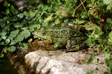 Fröschis (9).webp