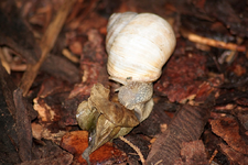 Schnecke.webp