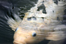 Koi.webp