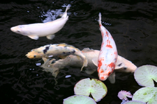 Koi (2).webp