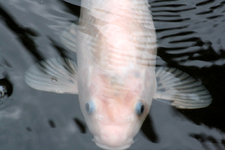 Koi (5).webp