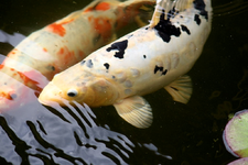 Koi (7).webp