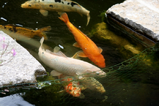 KOI (9).webp