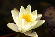 Seerose (2).webp