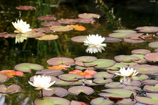 Seerose.webp
