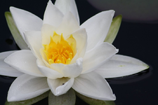 Seerose (3).webp