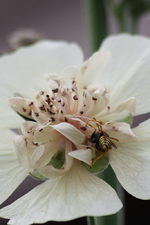 Wespe an Stockrose (2).webp