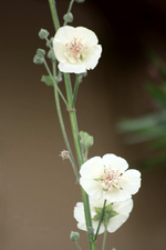 Stockrose.webp