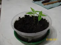 Habanero 100_0626 (Medium).webp