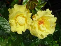 SDC16863_Bildgröße ändern.webp