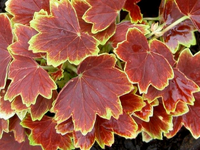 Blaetter (1).webp