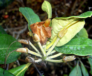 Abgebluehtes (1).webp