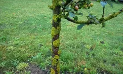 baum.webp