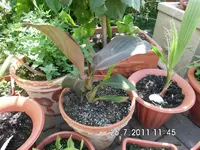 ebay321 521.webp