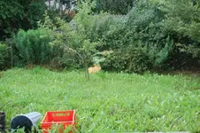 Garten_mittel.webp