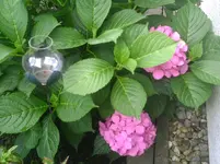 Hortensie nur zwei Blüten.webp