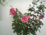 Rose zweite Blüte.jpg