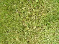 comp_rasen 002.webp comp_rasen 002.webp