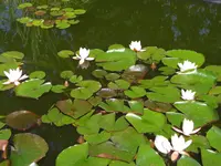 CIMG0035.webp