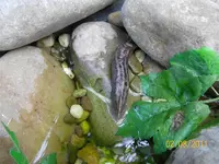 Tigerschnegel 100_0600 (Medium).webp