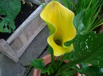 CIMG3925.webp