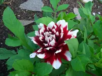 CIMG3923.webp