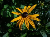 Blüten012.webp