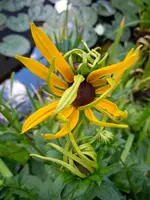 Blüten016.webp