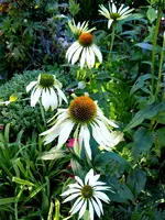 Blüten015.webp