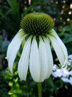 Blüten014.webp