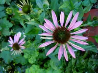 Blüten011.webp