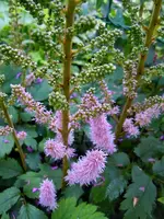 Blüten017.webp